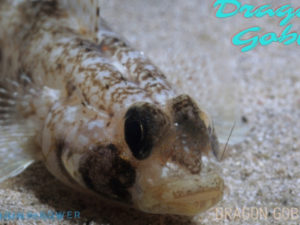 Dragon Goby Featured Image