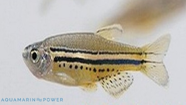 Dwarf Spotted Danio