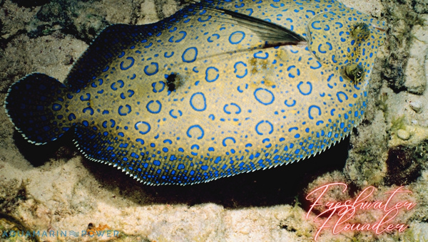 Freshwater Flounder Appearance