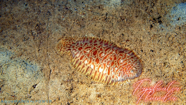 Freshwater Flounder Behavior & Temperament