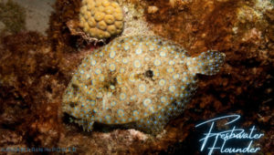 Freshwater Flounder Featured Image