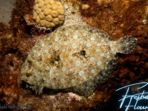 Freshwater Flounder Featured Image