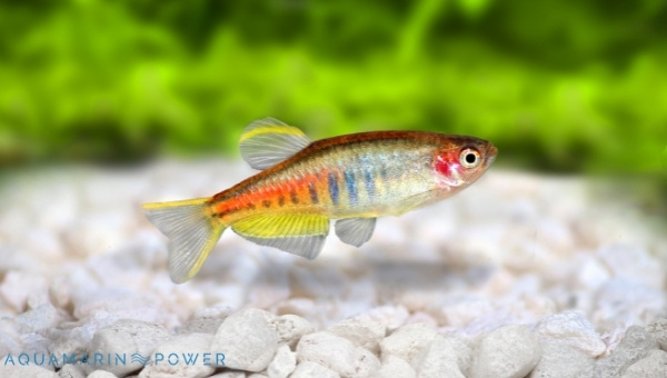 Glowlight Danio