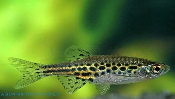 Gold Ring Danio