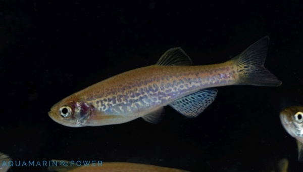 Panther Danio