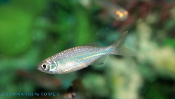 Pearl Danio