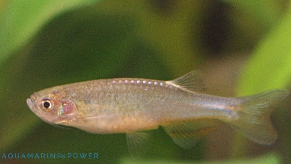 Rose Danio