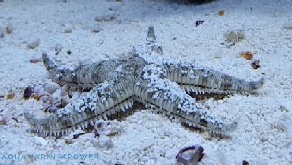 Sand Sifter Starfish Appearance