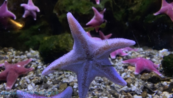 Sand Sifting Starfish Breeding