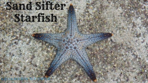 Sand Sifter Starfish Featured Image