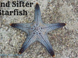 Sand Sifter Starfish Featured Image