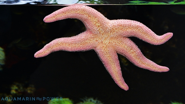 Sand Sifter starfish Size & Growth Rate
