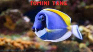 Tomini Tang Featured Image