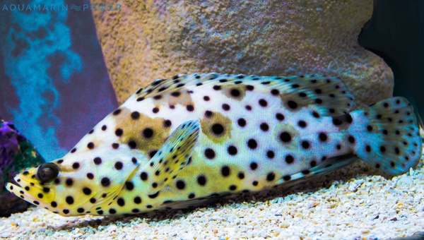  Panther Grouper Appearance & Coloration
