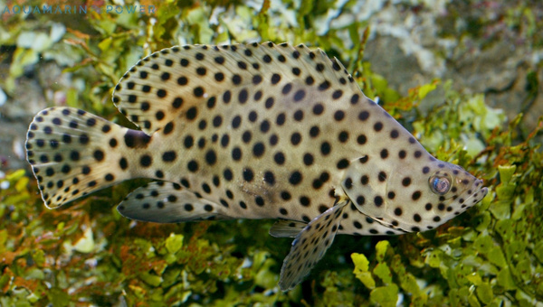 Panther Grouper Behavior & Temperament