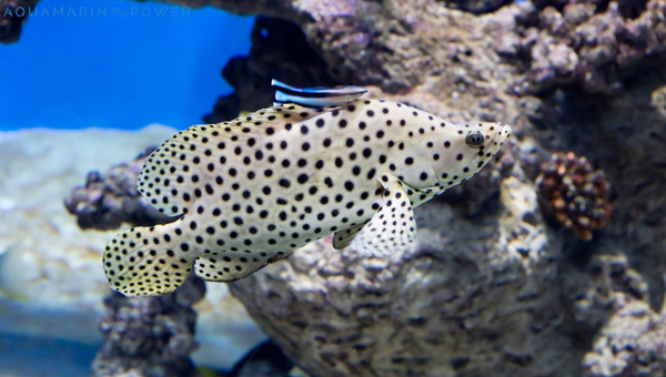 Panther Grouper Size & Growth Rate