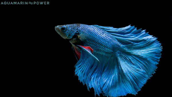 Butterfly Betta Appearance