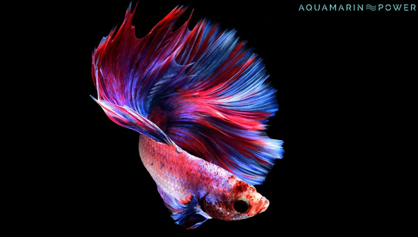 Butterfly Betta Behavior & Temperament