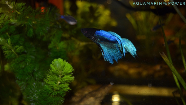 Butterfly Betta Breeding