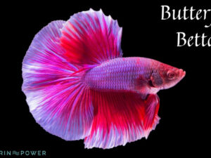 Butterfly Betta Featured Image