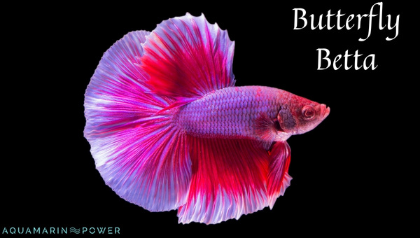 Female butterfly betta sale