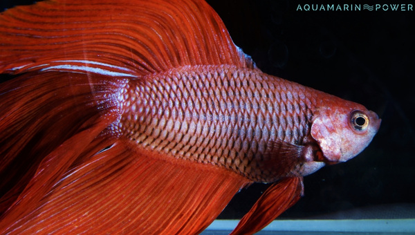 Butterfly Betta Size & Growth Rate