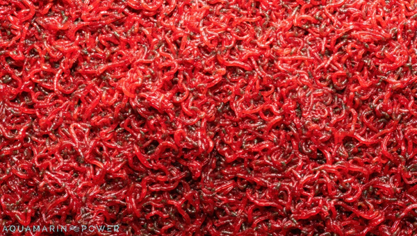 Freeze Dried Bloodworms