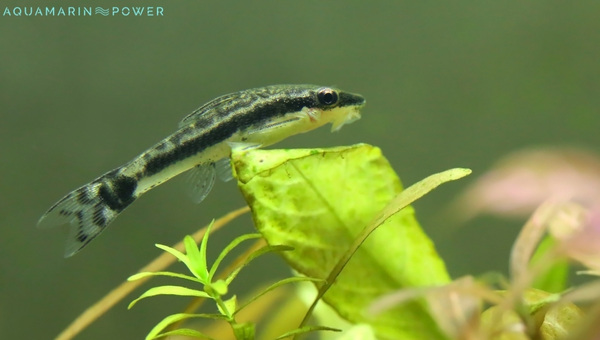 Otocinclus Catfish Appearance