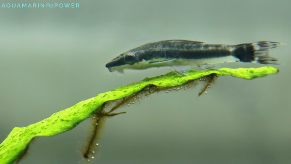 Otocinclus Catfish Behavior & Temperament