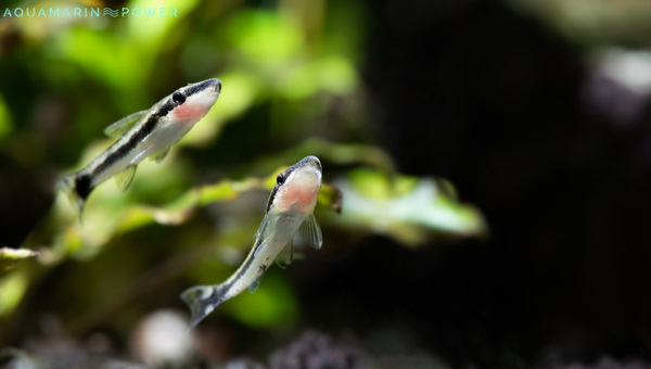 Otocinclus Catfish Breeding