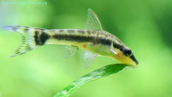 Otocinclus Catfish Size & Growth Rate