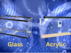 Acrylic Vs Glass Aquarium