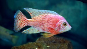Strawberry Peacock Cichlid