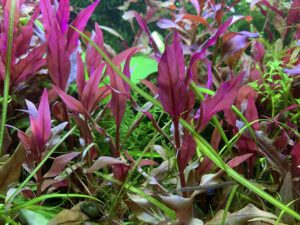 Telanthera Cardinalis