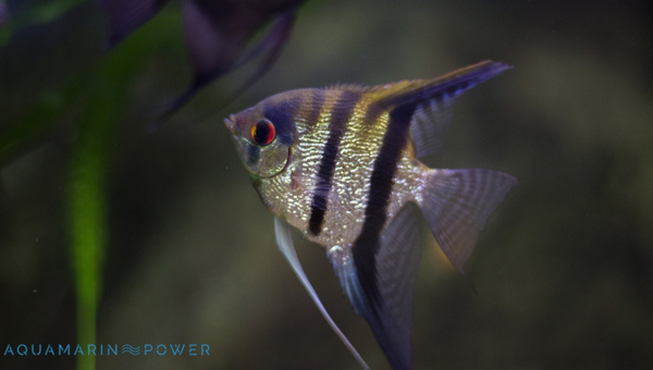 Altum "Orinoco" Angelfish Species Summary
