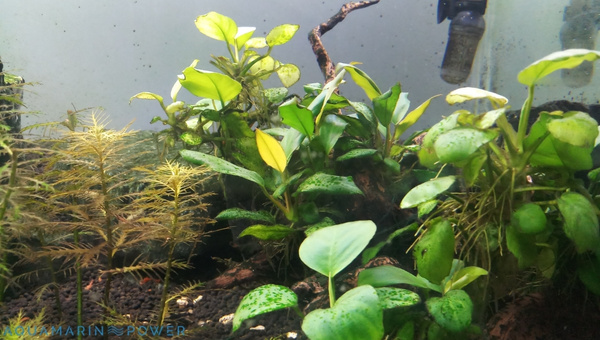 Anubias barteri