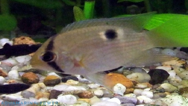 Keyhole Cichlid Appearance