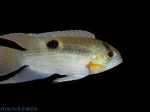 Keyhole Cichlid Featured Image