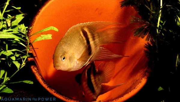 Keyhole Cichlid Size & Growth Rate