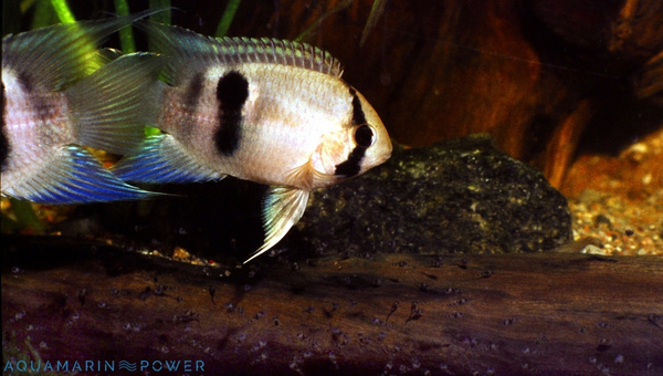 Keyhole Cichlid Species Summary