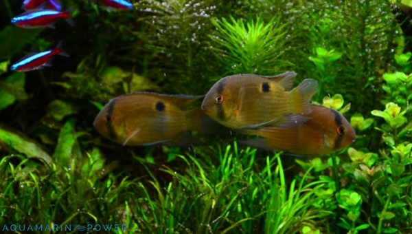 Keyhole Cichlid Tank Mates