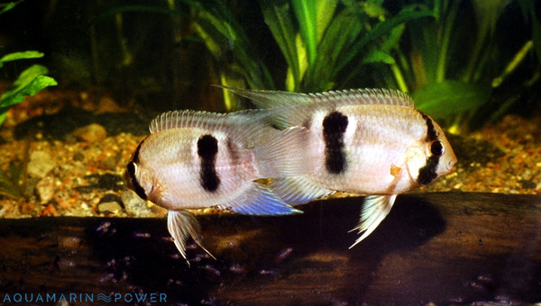 Keyhole Cichlid Breeding