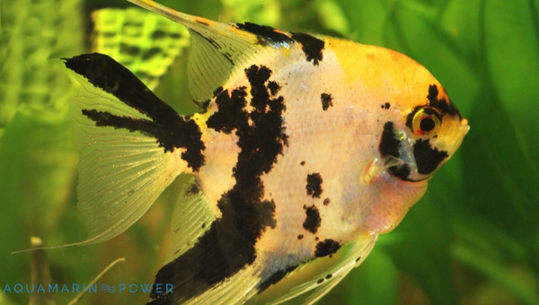 Koi Angelfish Species Summary