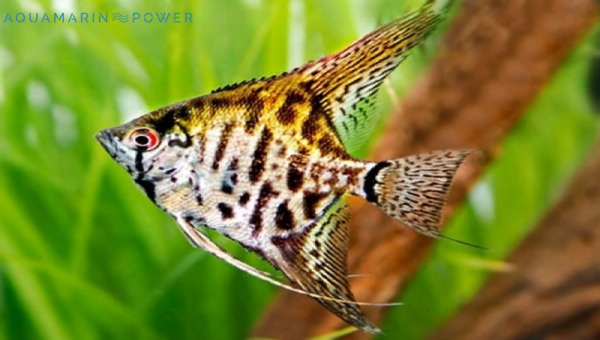 Leopard Angelfish Species Summary