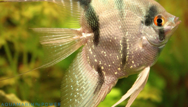 Leopold's Angelfish Species Summary