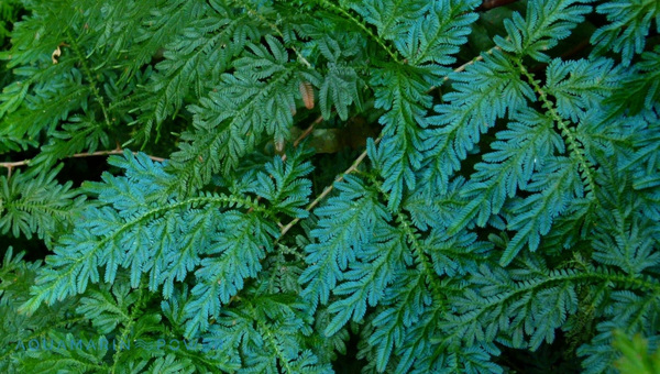 Peacock Fern Size And Growth Rate