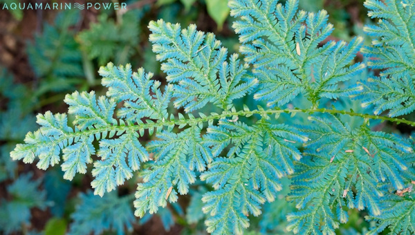 Peacock Fern Species Summary