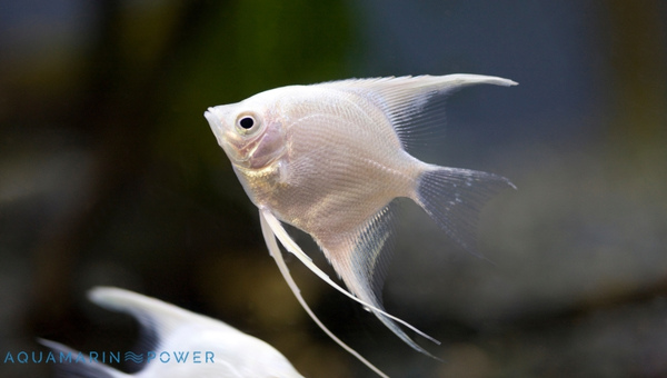 Platinum Angelfish Species Summary