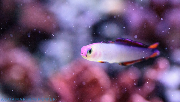 Purple Firefish Behavior & Temperament