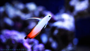 Purple Firefish Featured Image